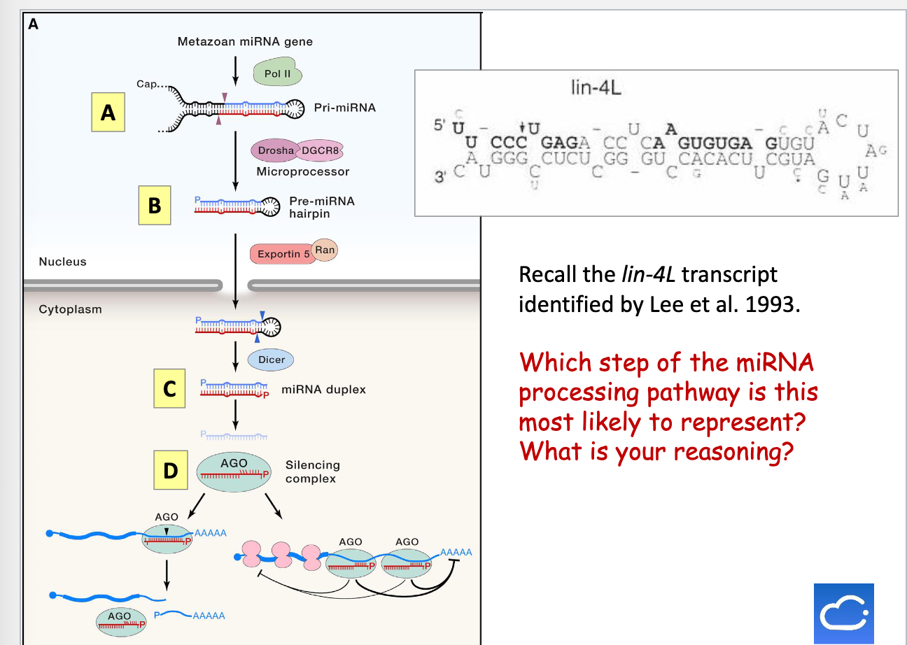 <p>Step 2: Cleavage by the microprocessor complex (Drosha +DGCR8) to form the Pre-miRNA hairpin</p>