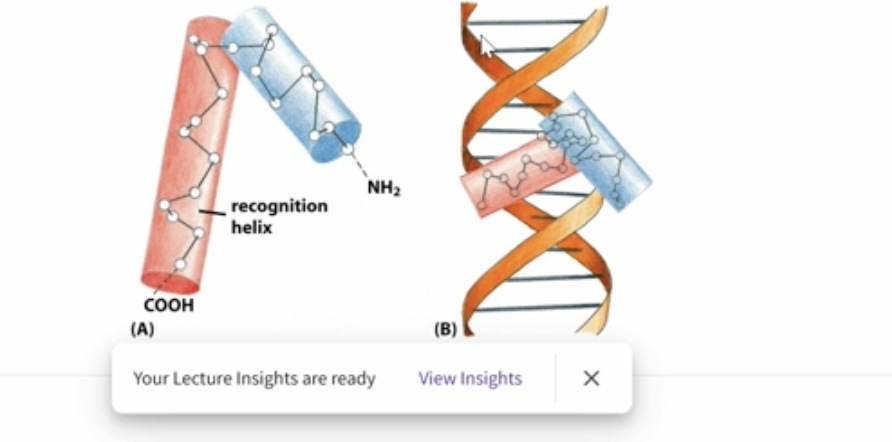 <p>2 alpha-helices which are conncected by a short unstructured turn with the c-terminus recognition helix makes contact with the major groove of DNA</p>