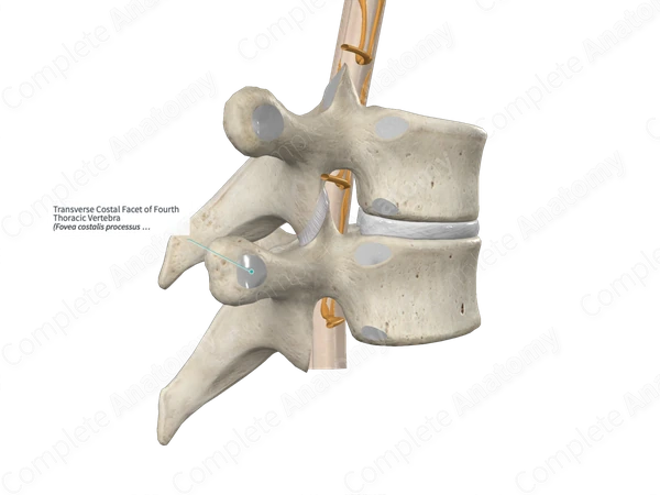 <p>Costal Facet</p>