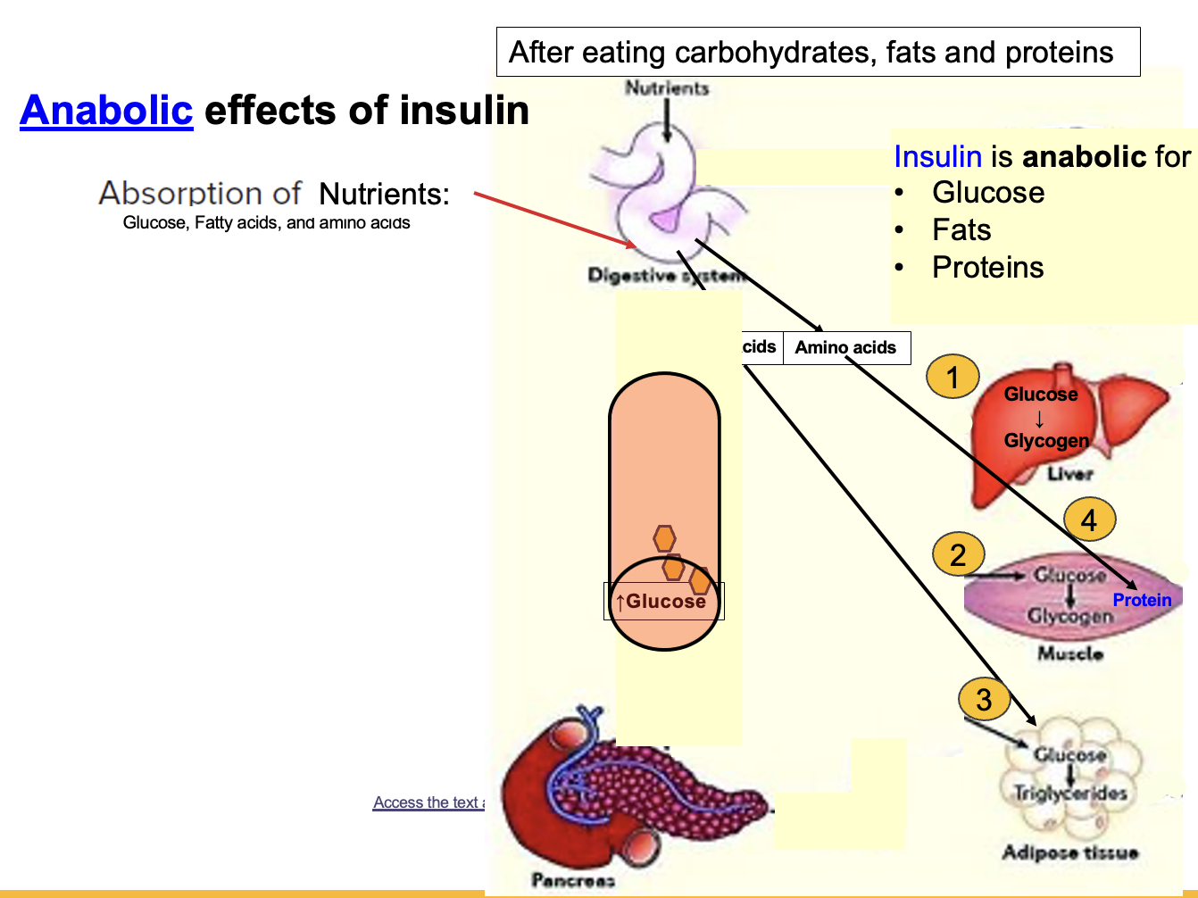 <p>Insulin is an <strong>anabolic hormone</strong> because it promotes the <strong>uptake of nutrients into cells and their storage as energy</strong>.</p><p>Insulin facilitates the entry of:<br>• <strong>Glucose</strong><br>• <strong>Fatty acids</strong><br>• <strong>Amino acids</strong></p><p>It promotes storage through three main anabolic pathways:</p><p>• <strong>Glycogenesis</strong> → glucose stored as <strong>glycogen</strong> in <strong>liver and skeletal muscle</strong><br>• <strong>Lipogenesis</strong> → glucose contributes to <strong>triglyceride synthesis</strong> (glycerol backbone derived from glucose)<br>• <strong>Protein synthesis</strong> → amino acids used to build <strong>proteins</strong></p><p>Overall effect:<br><strong>Energy storage and decreased blood glucose.</strong></p>