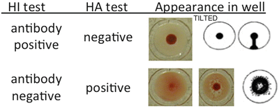 <p>High titer: more agglutination is inhibited means more Ab is present </p><p>Done by doing serial dilutions of patient serum and adding same amount of known Ag into each dilution</p><ul><li><p>1:10 dilution shows a button (no agglutination) up until 1:1280 (shows button) then 1:2560 shows a “mat” of red meaning agglutination happened → Ab is strong until dilution of 1280 (last effective dilution) </p></li></ul><p></p>