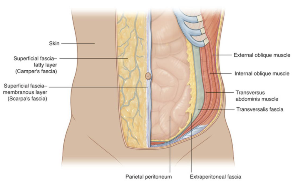 <p>Internal oblique and transversus abdominis</p>