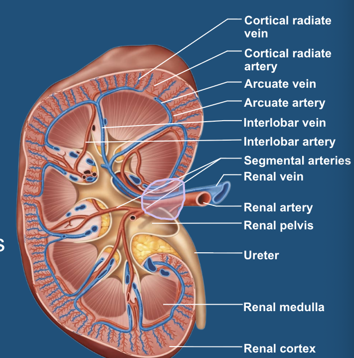<p>blood leaves the renal cortex and drains into the … </p>
