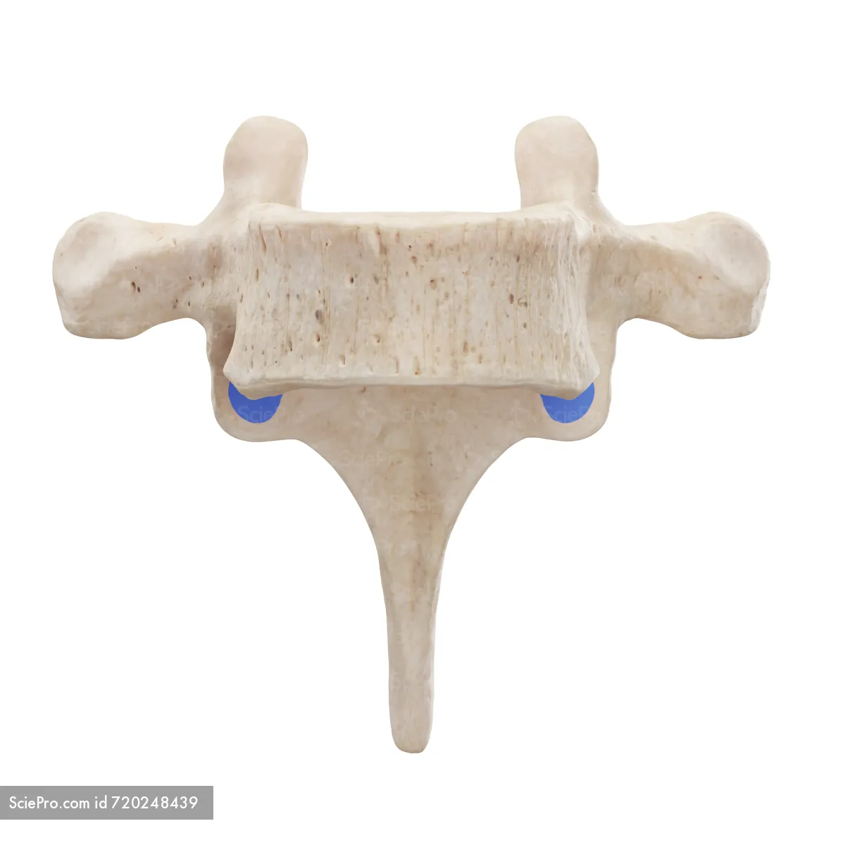 <p><span>a smooth, cartilage-covered bony surface located on the inferior (lower) articular process of a vertebra</span></p>