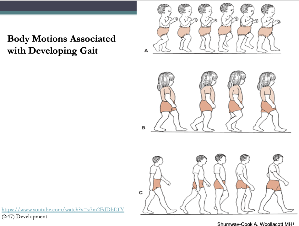 <p><span>A.Initial gait</span></p><p><span>B.Elementary gait</span></p><p><span>C.Mature gait</span></p>