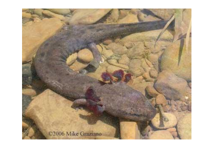 <p>name this animal</p>