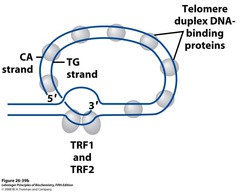 <p>A three-dimensional structure where the 3' overhang of the telomere invades and base pairs with an internal region of the telomere to protect the chromosome end.</p>