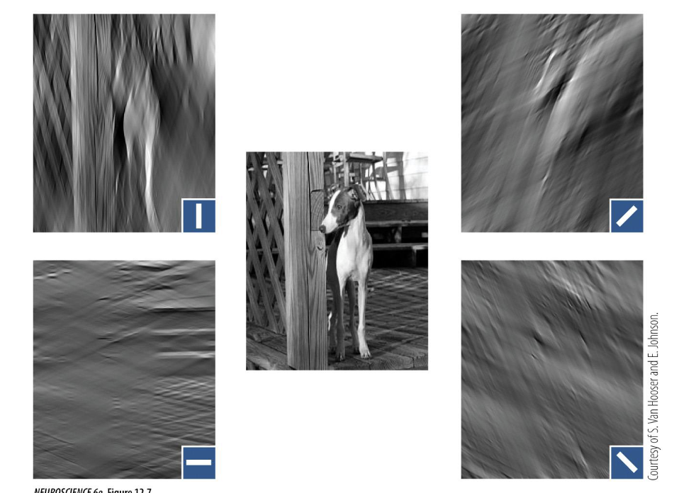 <p>What do simple cells in V1 “see”?</p>