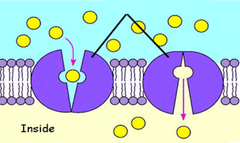 <p>Proteins that change shape and control the movement of specific molecules to cross the cell membrane.</p>