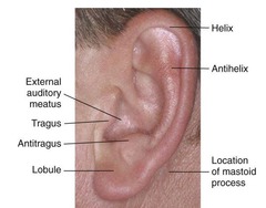 <p>External ear landmarks</p>