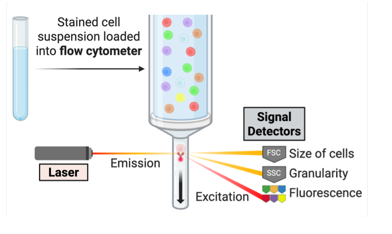 <p>Stained cell suspension loaded into flow cytometer</p><ul><li><p>laser —> emission —> detection </p><ul><li><p>size of cells </p></li><li><p>granularity (<mark>represents the internal complexity, density, or cytoplasmic organelle content of a cell, measured by </mark><span><strong><mark>Side Scatter (SSC)</mark></strong></span>.)</p></li><li><p>fluorescence</p></li></ul></li></ul><p></p>
