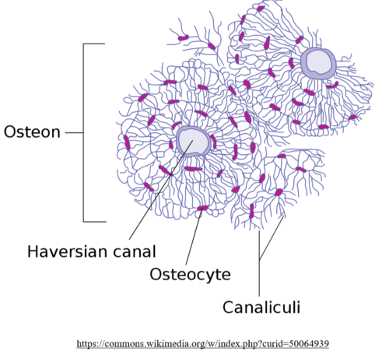 <p>lacunae (housing osteocytes); Haversian canals</p>