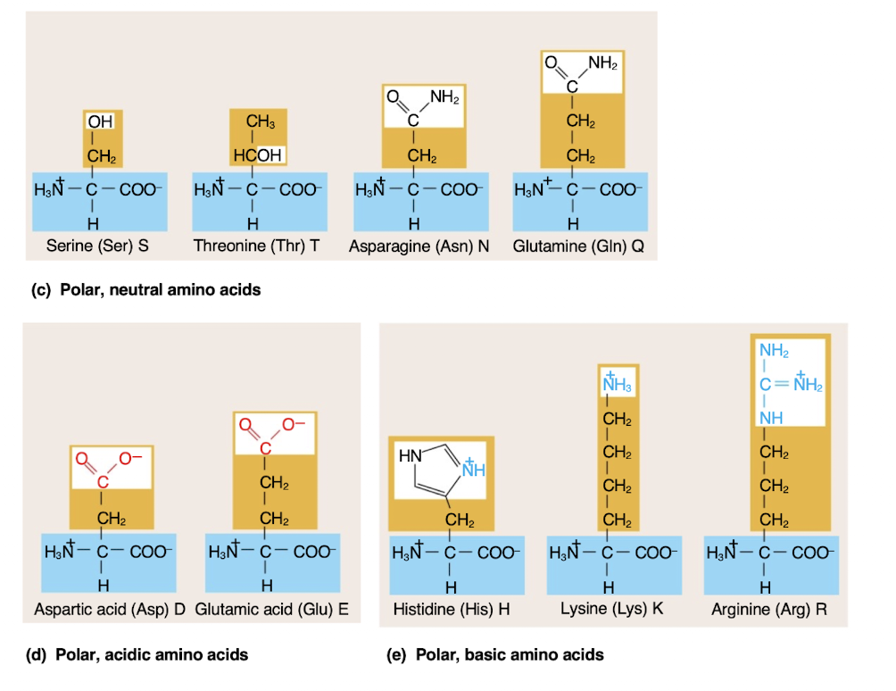 <p>-hydrophilic </p><p>-more likely to be on the surface of a protein</p>