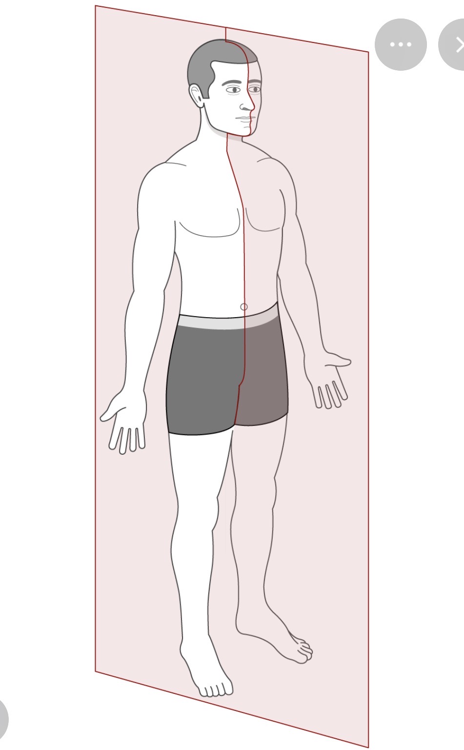 <p>A plane that divides the body into left and right portions. </p>