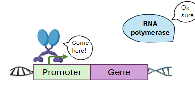 <p>Some transcription factors __ gene expression. They do this by recruiting  _ to the promoter region.</p>