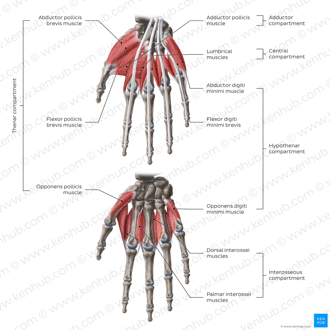 <p>Intrinsic Muscles of the Hand</p>