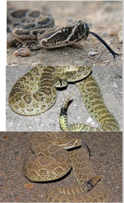 <p>Family: Crotalidae</p><p>Location: Western ½ of KS</p><p>ID: <span>Back: Variable, Greenish gray/light brown, green-brown blotches; Belly: Clean, gray/yellow/cream; singular anal plate; keeled scales; angular head/ light stripes and border dark mask</span></p><p><span>Life/History: Venomous; diurnal until summer heat; rocky canyons and open prairies; frequently in small mammal burrows; small mammalivore; readily rattles</span></p>