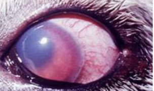 <p>what clinical sign is shown in the image?</p>