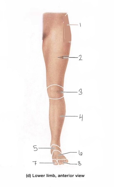 <p>7</p>