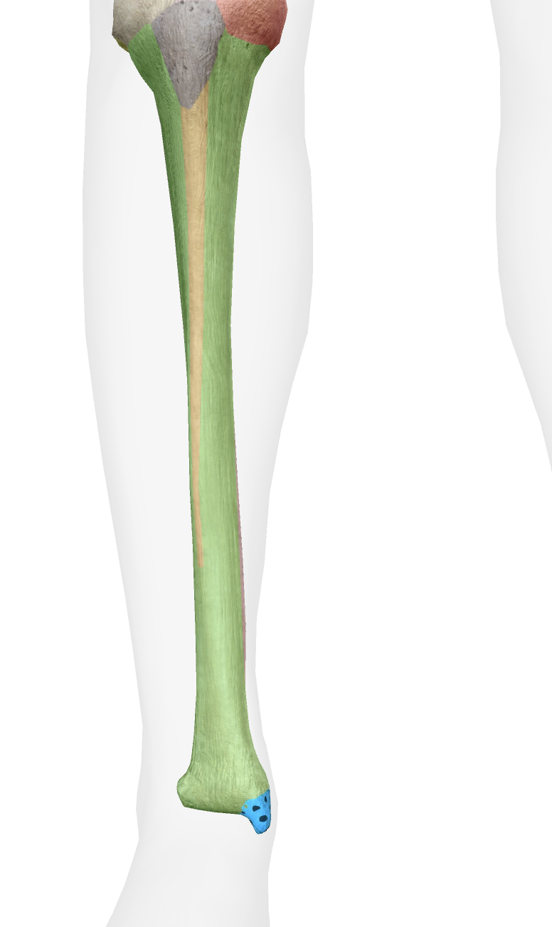 <p>What is this part of the tibia </p>