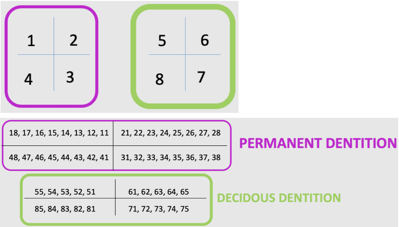 <ul><li><p>The FDI (Fédération Dentaire Internationale) system is a widely used <strong>two-digit system</strong>: </p><ul><li><p><strong>First digit</strong>: <strong>quadrant</strong> </p></li><li><p><strong>Second digit</strong>: <strong>tooth position within that quadrant</strong>, counted from the midline backwards</p></li></ul></li><li><p>For example: 1,13 = upper right canine </p></li></ul><p></p>