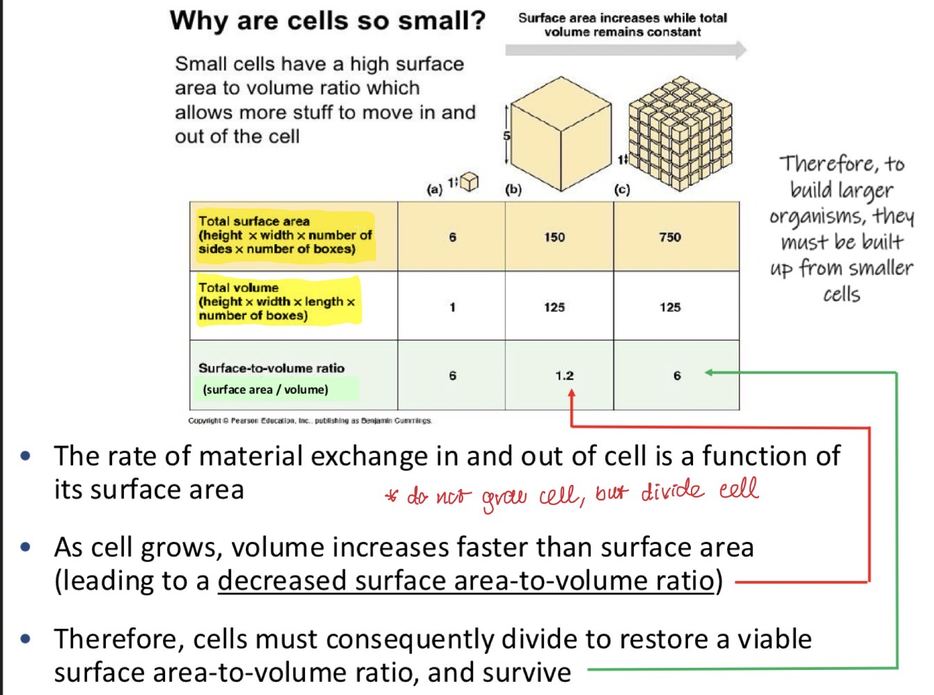 <p>Small cells have high surface area to volume ratio, which allows them to move more stuff in and out the cell. When cells grow, their volume increases faster than their surface area. In order to maintain this ratio, cells must divide and form organs rather than grow into really big cells. </p>