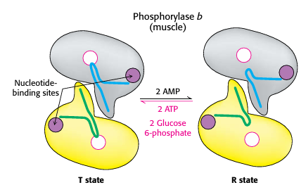 <p>Regulation of Glycogen phosphorylase in muscle </p>