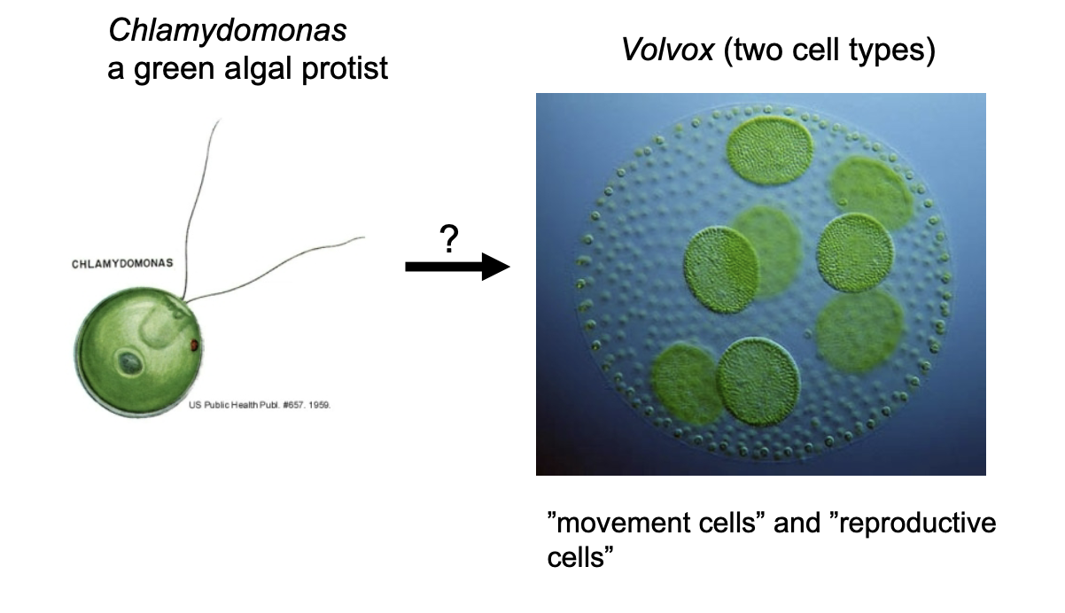 <ul><li><p>Two cell types</p></li><li><p>Movement cells and reproductive cells</p></li></ul><p></p>