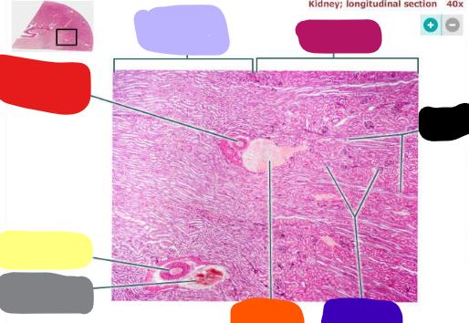 <p>what is magenta</p>
