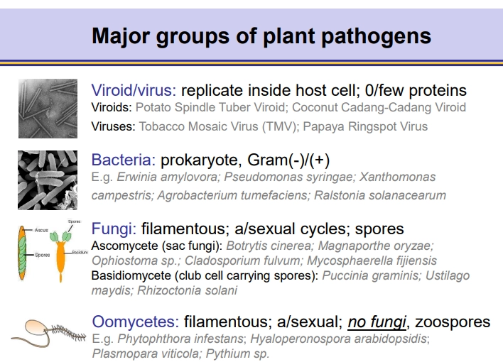 <ul><li><p>ascomycetes and basidiomycetes fungi differ in their spore storage + release</p></li></ul><p></p>