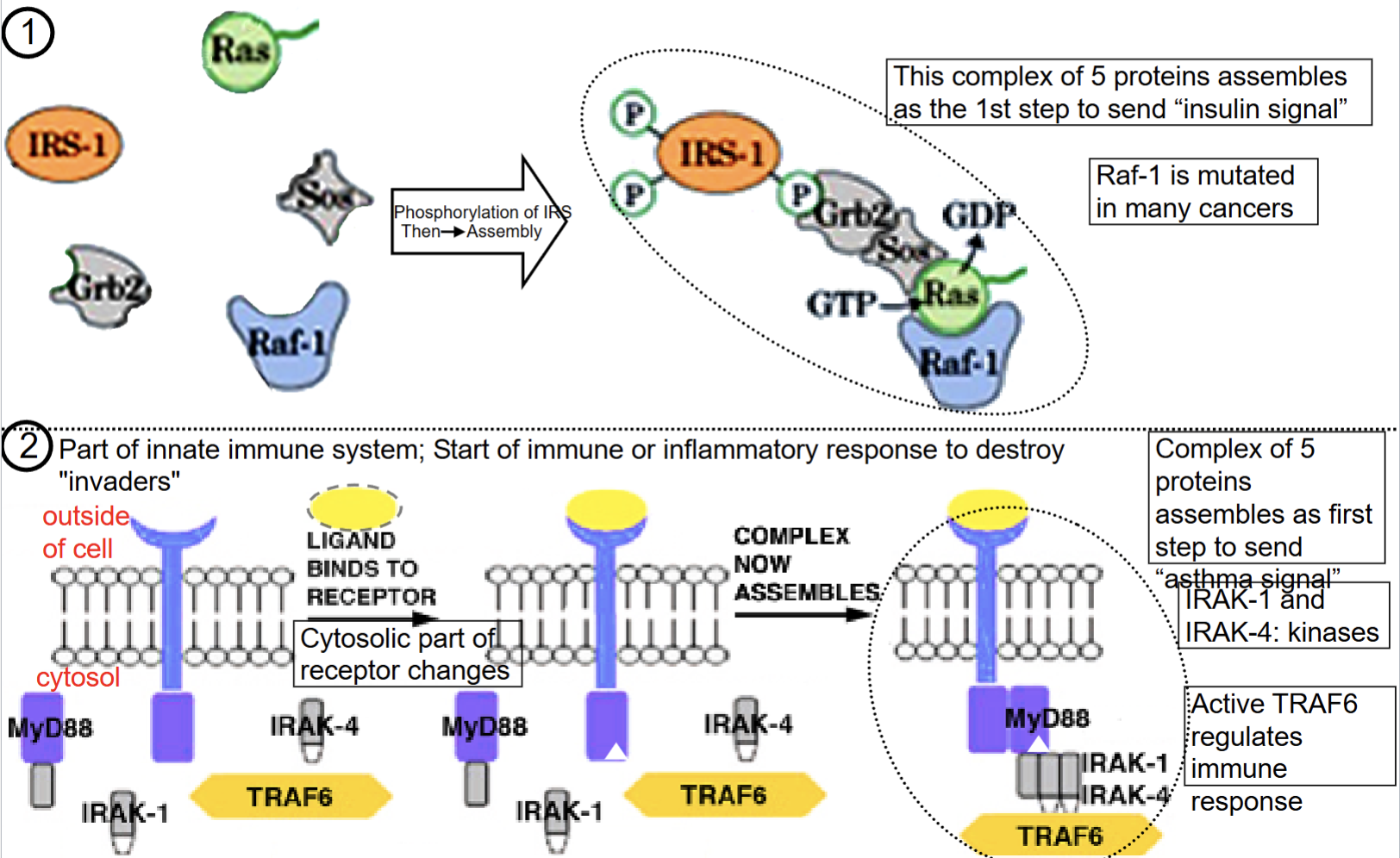 <p>1) Needed for many tasks, including complex ones (e.g ribisome)</p><p>2) Protein regulation/modification (switching on/off between phosphorylated/non-phosphorylated) </p><p>Transitory quaternary structure “fell apart” when it wasn't needed </p><p></p>