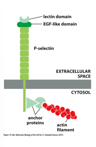 <ul><li><p>Extracellular lectin domain (carbohydrate-binding)</p></li><li><p>EGF (epidermal growth factor)-like domain</p></li><li><p>Single transmembrane domain</p></li><li><p>intracellular domain; binds to anchoring proteins which bind to actin filaments</p></li></ul><p></p>