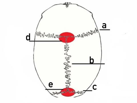 <p>e</p>