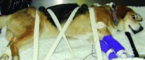 <p><u>Transport:</u></p><ol><li><p>Handle with EXTREME care (poor handling → increases injury severity AND causes struggling if hurt)</p></li><li><p>Advise owner to gently slide onto sheet/coat/towel</p></li><li><p>On arrival, if dog is non-ambulatory, strap down with tape onto board to carry</p></li><li><p>Small dogs and cats can be carried by supporting backs in neutral position</p></li><li><p>Keep animal taped down to board until radiographs have been taken to rule out spinal injury</p></li></ol><p><u>Pre-Op Care:</u></p><ol><li><p>Total cage rest for 2 - 4w (analgesia and no cage rest → further herniation)</p></li><li><p>Analgesia (opioids OR NSAIDs)</p></li></ol><p><u>Post-Op Care:</u></p><ol><li><p>Intensive nursing care to avoid bed sores, decubital ulcers and muscle atrophy</p></li><li><p>Padded bedding (eg. water bed or air mattress)</p></li><li><p>Regular turning and periods in sternal recumbency if plegic</p></li><li><p>Passive flexion and extension physiotherapy</p></li><li><p>Active supported standing physiotherapy</p></li><li><p>Hydrotherapy (combine with bathing)</p></li><li><p>Access to feed and water → Monitor intake and assess weight changes + hydration status</p></li></ol><p><u>Monitor:</u></p><ol><li><p><strong>Urination</strong> → Expression needed if UMN bladder</p><ol><li><p>Repeated catheterisation (males)</p></li><li><p>Indwelling closed system (females)</p></li><li><p>Diazepam → Decreased external skeletal muscle sphincter tone</p></li><li><p>Phenoxybenzamine → Decreased internal smooth muscle sphincter tone</p></li></ol></li><li><p><strong>UTI</strong> → Common with spinal patients due to catheterisation and/or retained urination</p><ul><li><p>Longer hospitalisation → Higher risk of UTI</p></li><li><p>Therapeutic antibiotics (empirical → culture and sensitivity of catheter)</p></li></ul></li><li><p><span><strong>Defaecation</strong></span> → Usually voluntary (otherwise microenemas)</p></li></ol><p></p>