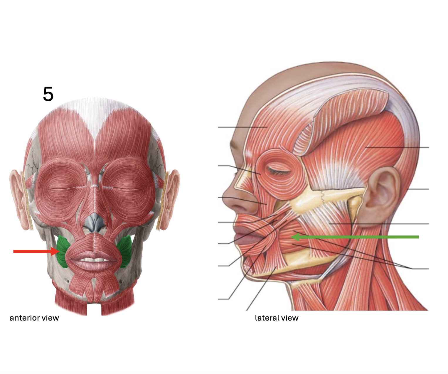 <p>Identify the <strong>muscle</strong></p>
