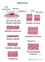 <p>epithelial tissue</p>