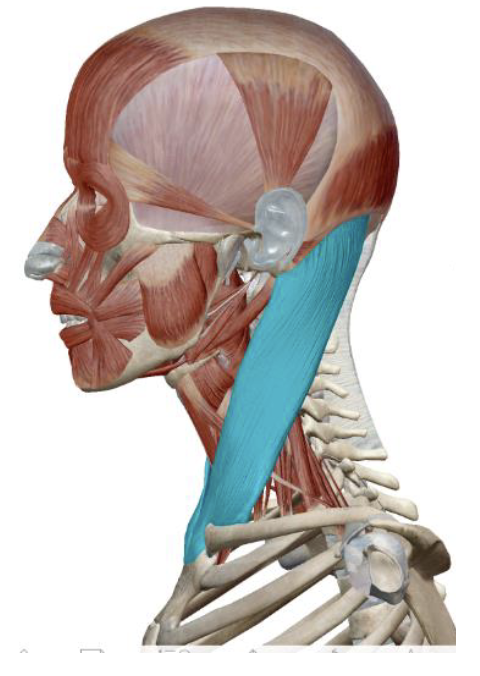 <p>Platysma Action </p>