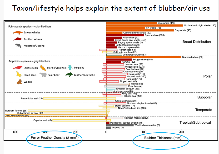 <p>Taxon/lifestyle - different thickness of blubber/fur or feather density per species </p>