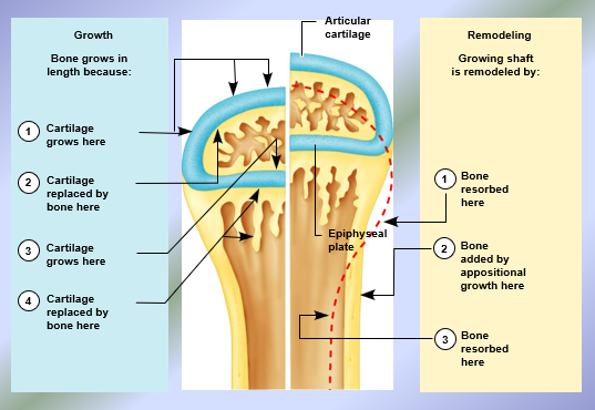 <p>From epiphyseal face of epiphyseal plate to diaphyseal face of the epiphyseal plate at both junctions:</p><ol><li><p>Growth (Proliferative) Zone: chondroblasts in the epiphyseal plates undergo mitosis and proliferate increasing the number of chondroblasts (hyperplasia) → increase in secretion of new hyaline cartilage onto the epiphyseal face of the epiphyseal plates</p></li><li><p>Hypertrophic zone → mature chondroblasts known as chondrocytes undergo growth by increase in chondrocyte size = hypertrophy </p></li><li><p>Calcification (deterioration) zone → calcium phosphate salt crystals called hydroxyapatites move into the zone of calcifying the matrix and cutting off nutrients to the chondrocytes thus they die (deteriorate)</p></li><li><p>Ossification (osteogenic) zone → osteoblasts invade the matrix and secrete new organic matrix of bone tissue called osteoid</p></li><li><p>Resorption Zone → slight resorption of the center of the new bone tissue to lengthen the medullary cavity in the long bone lengthens </p></li></ol><p></p><p>Note: The amount of new hyaline cartilage added on the epiphyseal face = the amount of bone tissue formed on the diaphyseal face hence, the width ( thickness) of the epiphyseal plates does NOT change in children (next slide). The proximal epiphyseal plate is shifted superiorly; the distal epiphyseal plate is shifted inferiorly resulting in lengthening of the diaphysis and hence length of the long bone</p><p></p>