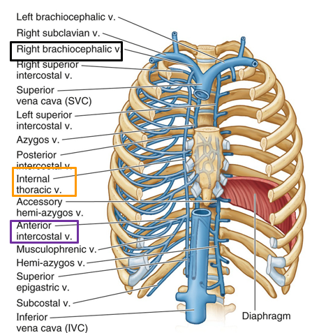 <p>Anterior intercostal → internal thoracic → brachiocephalic vein.</p>