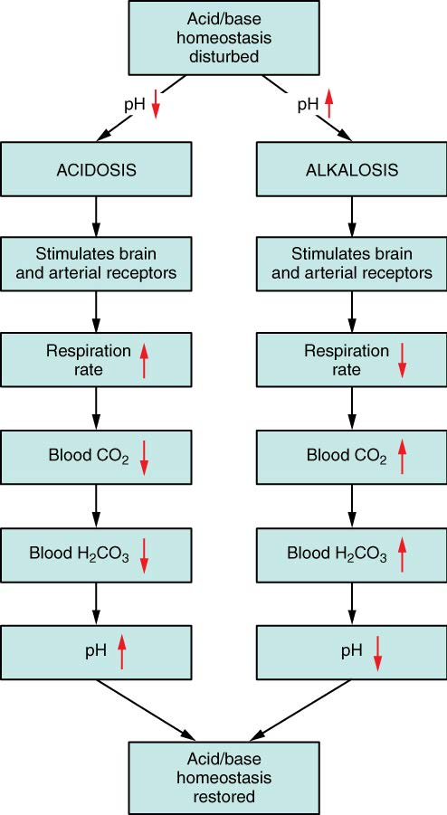 <p>How does the medulla oblongata monitor our breathing?</p>