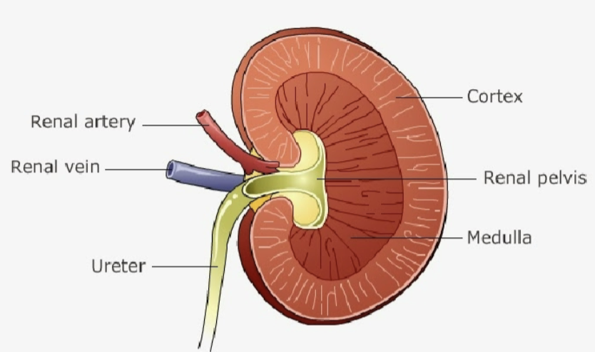 <p>cortex</p><p>medulla</p><p>hilium: renal pelvis)</p>