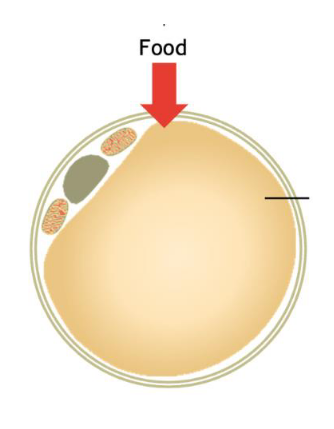 <p>White fat composition and function</p>