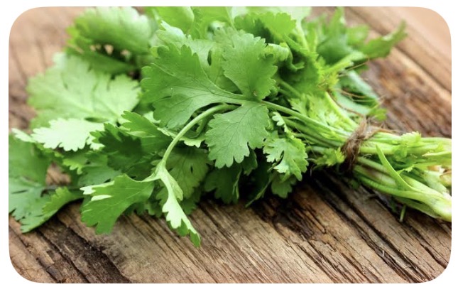 <p>Cilantro</p>