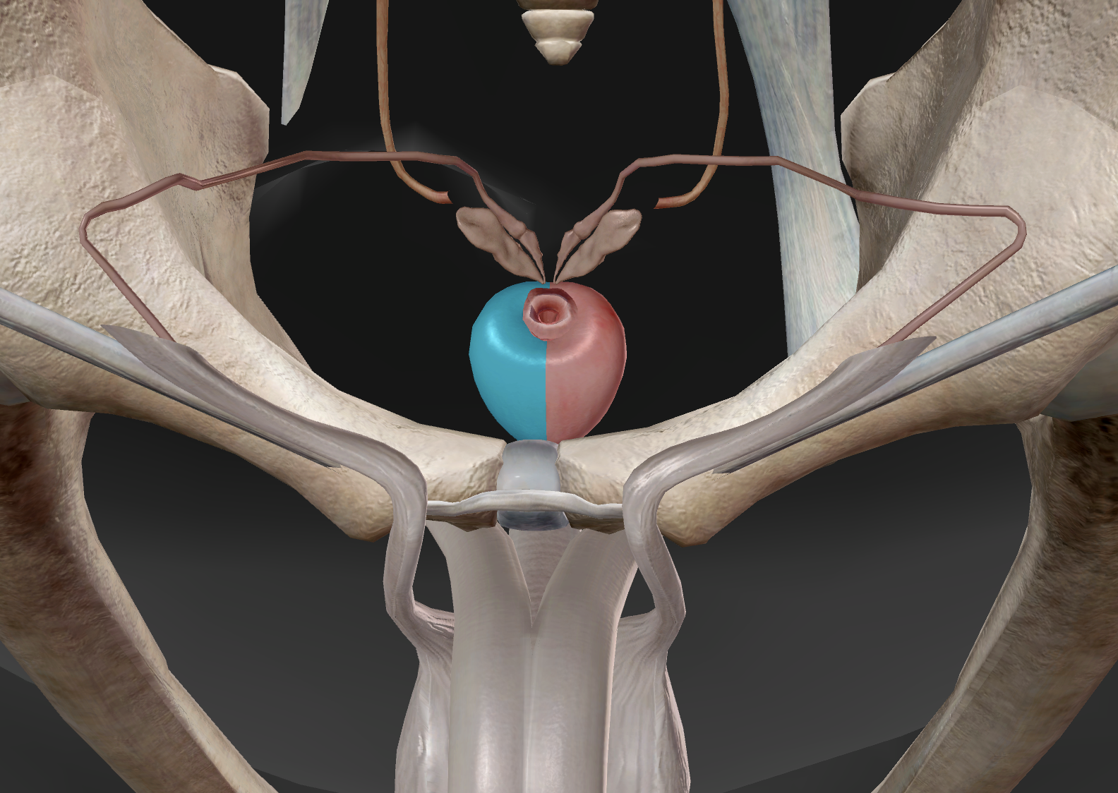 knowt flashcard image