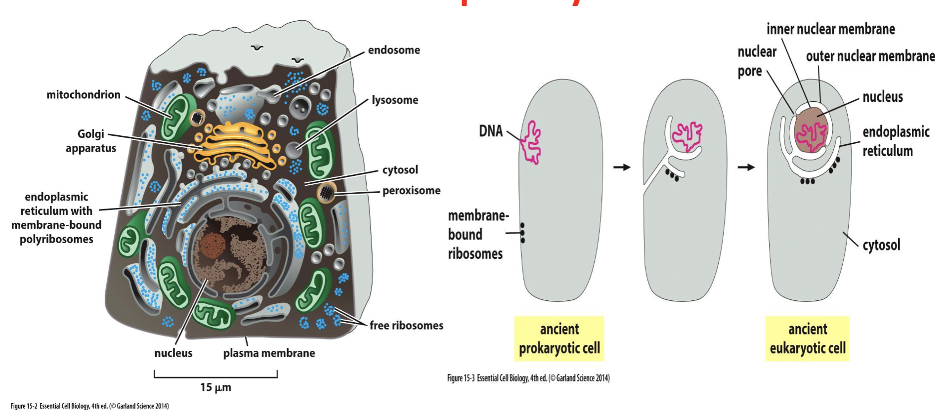 <p>prokaryotic cells</p>