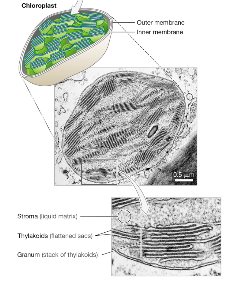 <p>Photosynthesis</p>