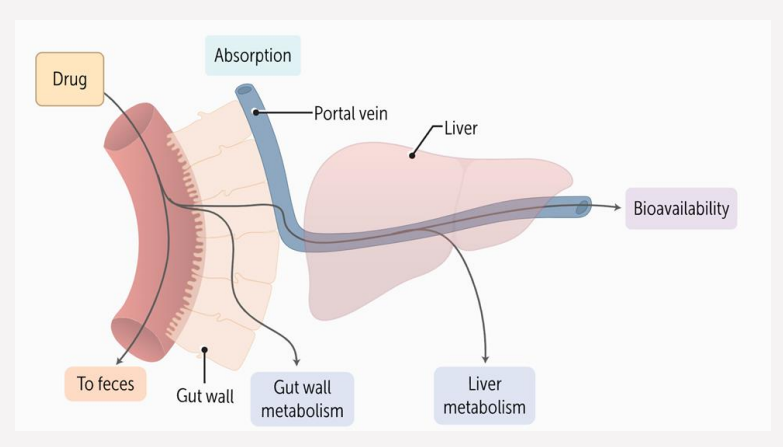 <ul><li><p>Metabolism by epithelial cells of the intestine </p></li><li><p>After absorption from the GI tract, the hepatic portal vein transports the drug directly to the liver </p></li><li><p>The liver's drug-metabolizing enzymes can reduce active drug concentration by up to 90% before it ever reaches the bloodstream </p></li><li><p>This first-pass effect reduces oral bioavailability to an average F of 0.7 </p></li><li><p>Other enteral routes (oral mucosa, rectal) bypass gut absorption and avoid the full first-pass effect</p></li></ul><p></p>