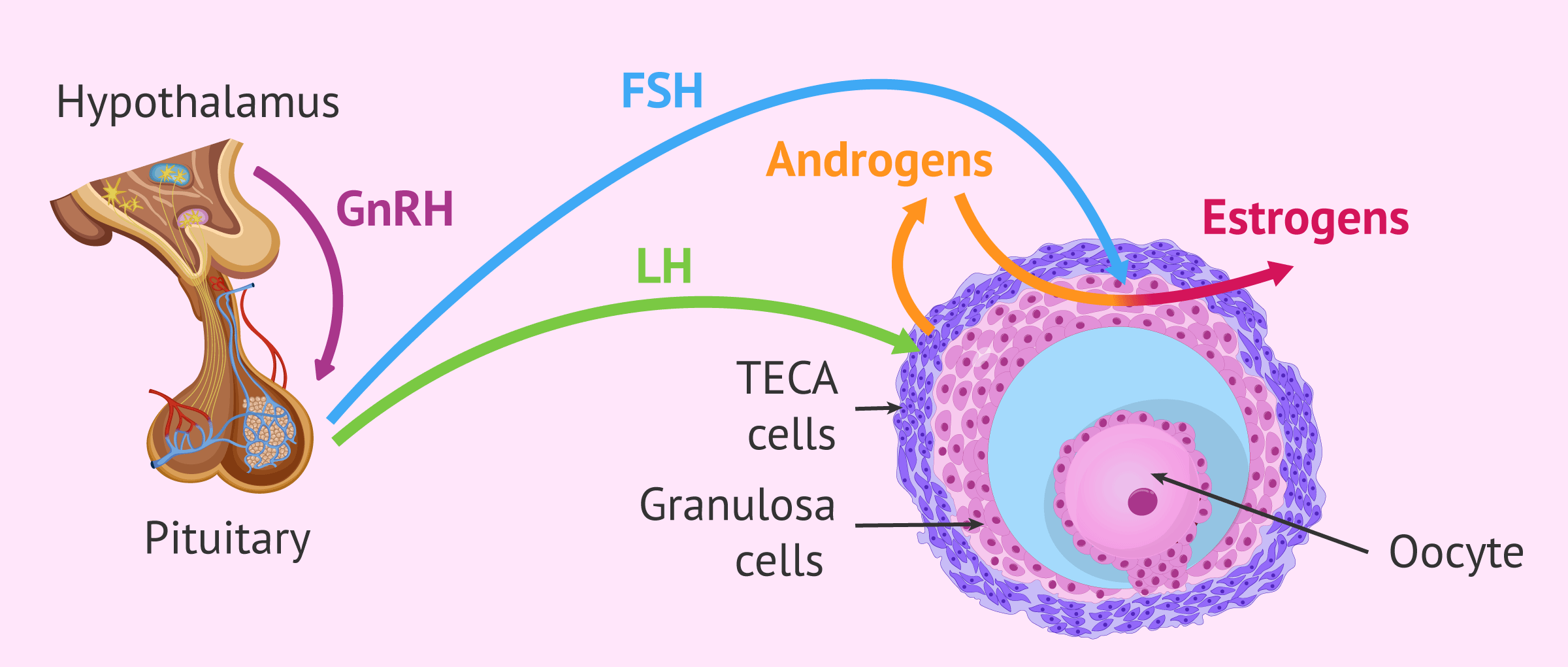 <p>granulosa cells</p>