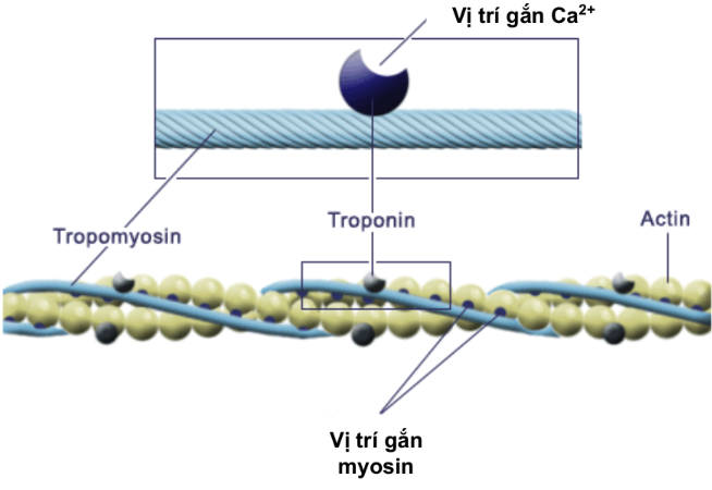 <ul><li><p><span>gồm 2 chuỗi actin F xoắn vào nhau</span></p></li><li><p><span>Cuốn xung quanh là tropomyosin có dạng sợi và cứ cách khoảng 40 nanomet lại có một phân tử troponin gắn vào</span></p></li><li><p><span>Troponin: gồm 3 tiểu đơn vị</span></p></li></ul><p>+ TN-C co rút liên kết với ion calci</p><p>+ TN-T gắn troponin với tropomyosin</p><p>+ TN-I ngăn tạo liên kết giữa actin và myosin</p><p>--> --> gắn tropomyosin vào xơ actin.</p>